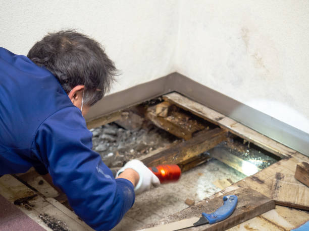 Best Kitchen Mold Remediation in Rome, IL