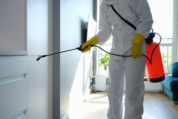 Best HVAC Mold Remediation in Rome, IL