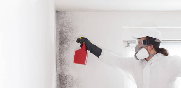 Professional Mold Remediation in Rome, IL