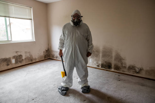 Best Health and Safety Mold Remediation in Rome, IL