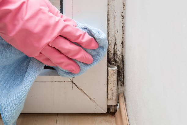 Best Basement Mold Remediation in Rome, IL