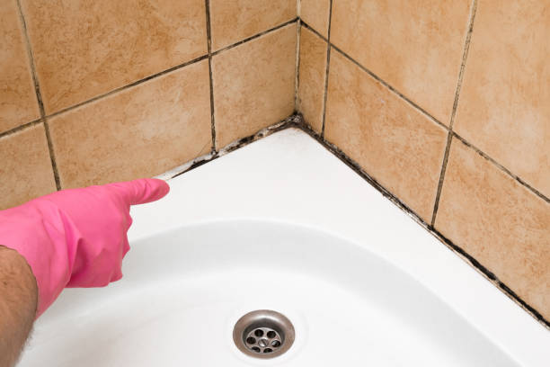 Best Residential Mold Remediation in Rome, IL